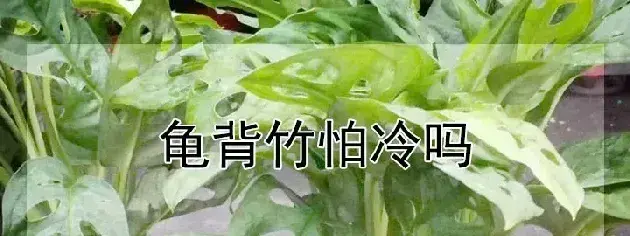 龟背竹怕冷吗