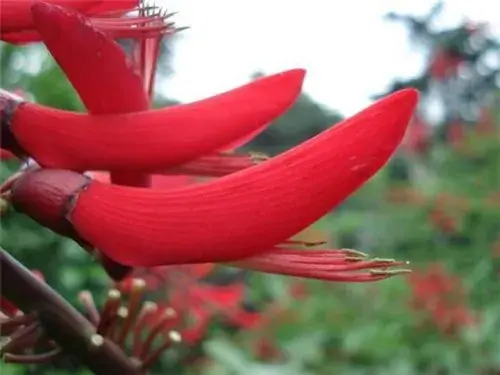 盆景知识 | 龙牙花有毒吗？毒性如何？