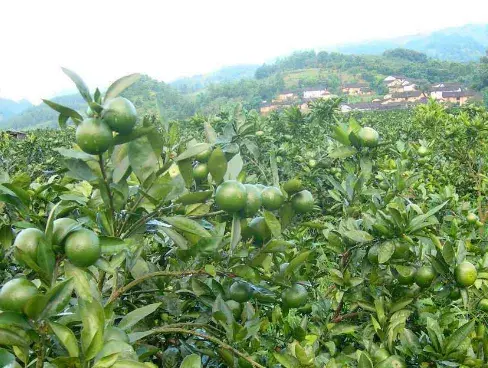 橙子的种植技术，附国内主产区市场批发价格表。