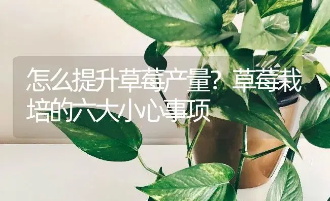 怎么提升草莓产量？草莓栽培的六大小心事项 | 果木种植