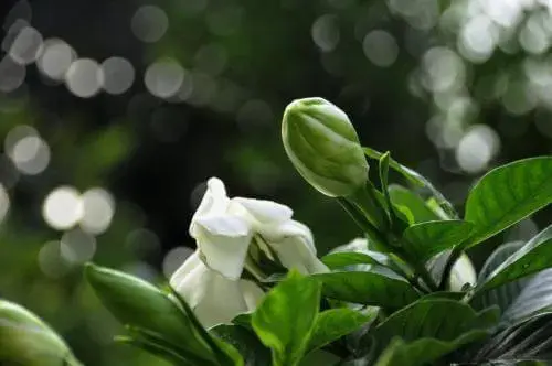 栀子花的花语是什么