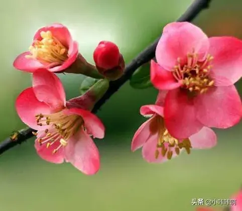 海棠花秋天能开花吗？