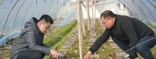 湖南宁乡青山桥：芙蓉村羊肚菌基地喜迎丰收