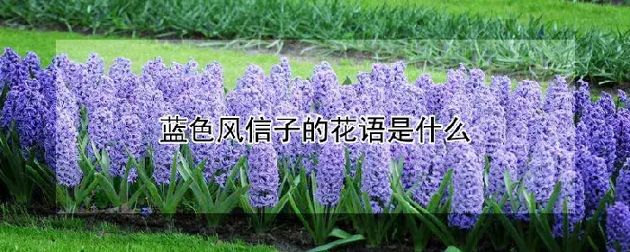 蓝色风信子的花语是什么