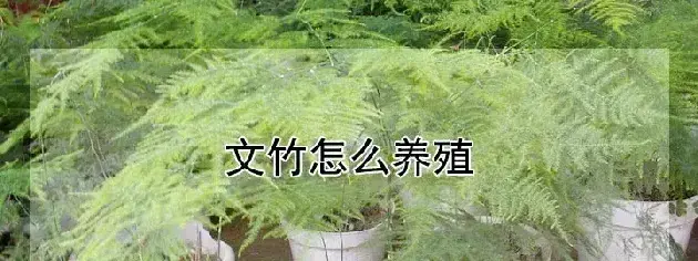 文竹怎么养殖