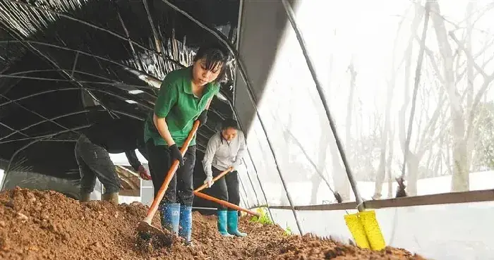 海南澄迈县仁兴镇：林下种植食用菌，促农民持续增收