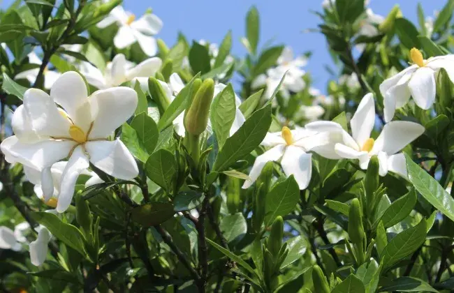 栀子花繁育办法