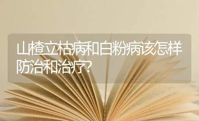 山楂立枯病和白粉病该怎样防治和治疗？ | 果木种植