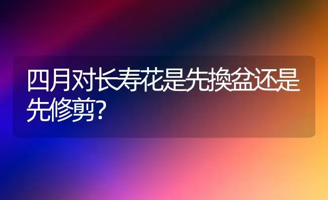 四月对长寿花是先換盆还是先修剪？ | 多肉养殖