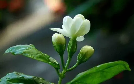 茉莉花花语不同颜色不同花语有哪些？