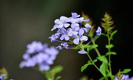 蓝雪花的花语和象征代表意义是什么？