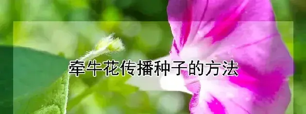 牵牛花传播种子的方法