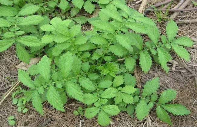 仙鹤草种植管理