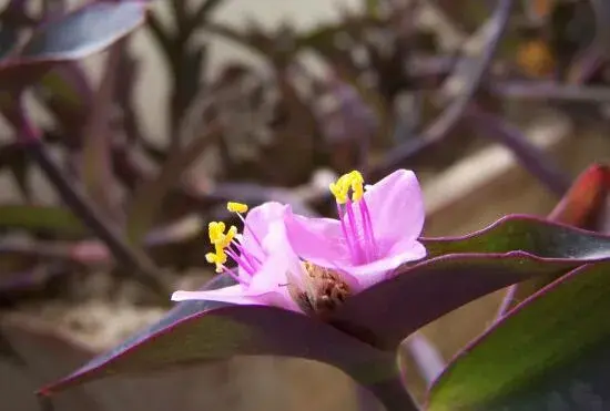 紫竹梅什么时候开花，紫竹梅花期多久/春夏开花花语坚决