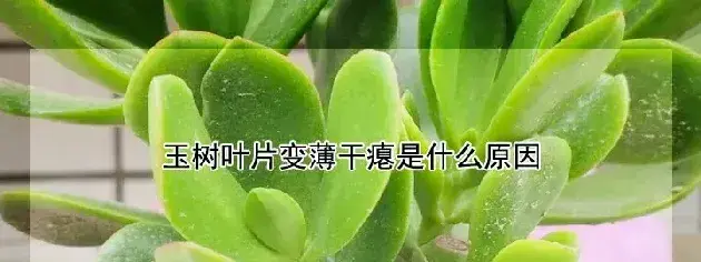 玉树叶片变薄干瘪是什么原因