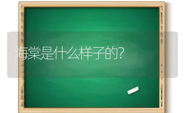 海棠是什么样子的？ | 绿植常识