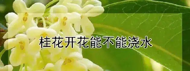 桂花开花能不能浇水