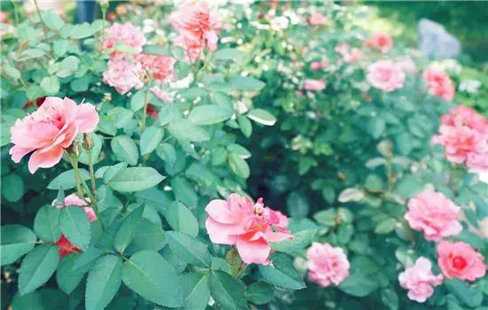 月季花的花语，代表着不同颜色的月季