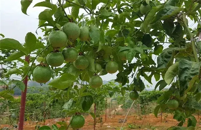 百香果种植管理技术