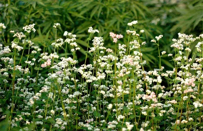 荞麦怎样栽培才能高产