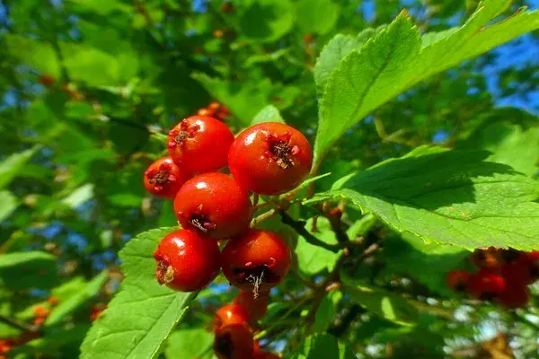 山楂树什么时候嫁接好？几年开花结果？