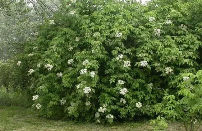 接骨木的种植技术