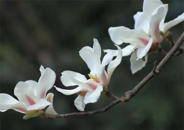 木兰花开花时间和图片 木兰花的花语和养殖方法