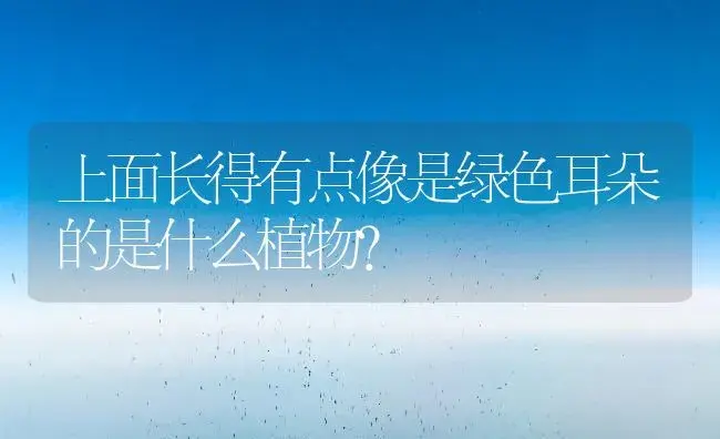 上面长得有点像是绿色耳朵的是什么植物？ | 多肉养殖