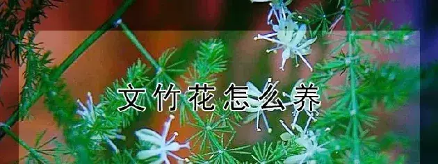 文竹花怎么养