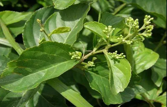 雷公藤的种植技术