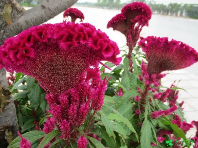 漂亮的鸡冠花花语有哪些？