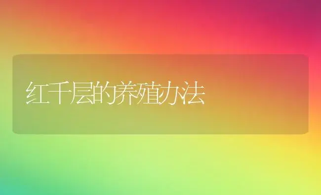 红千层的养殖办法 | 家庭养花