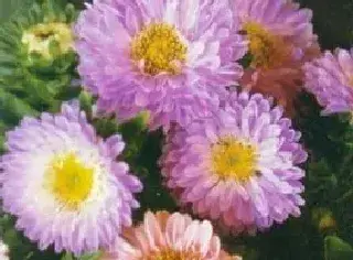 翠菊