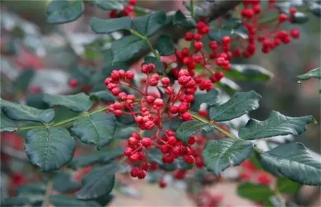 花椒的施肥技术