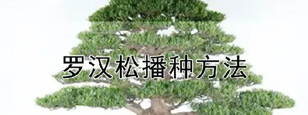 罗汉松播种方法