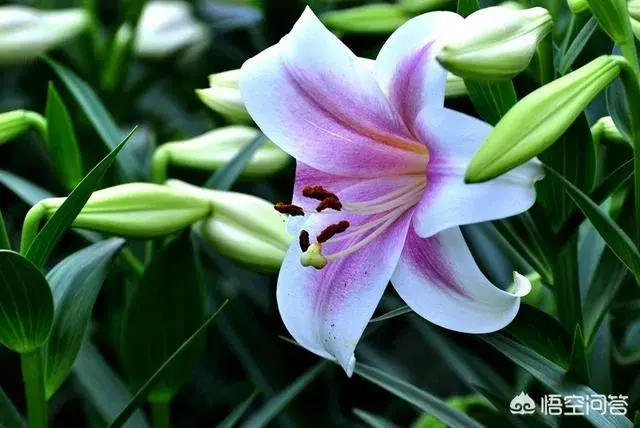 香水百合花合适送女友吗？