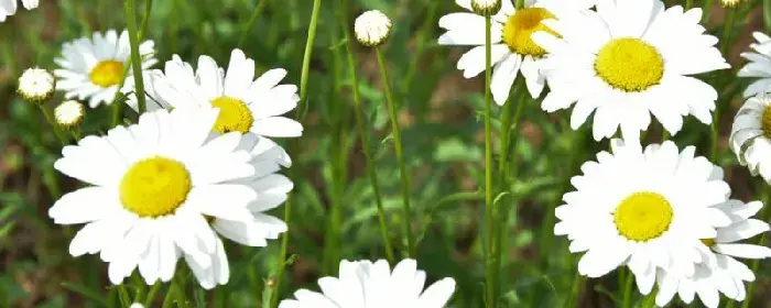 小雏菊花语