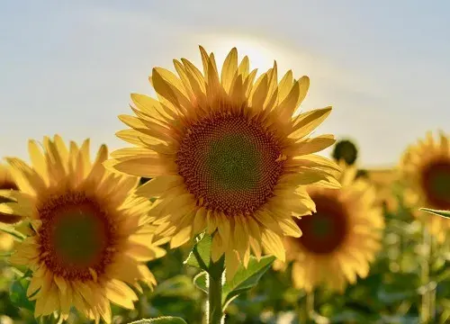 表示庆祝的花 花语是庆祝的花有哪些？