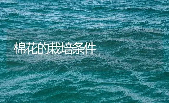 棉花的栽培条件 | 农作物种植