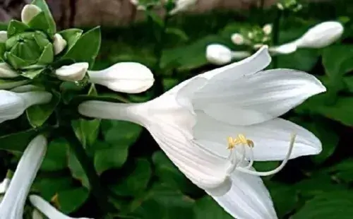 花卉果蔬盆景 | 景观花卉种子种植技术