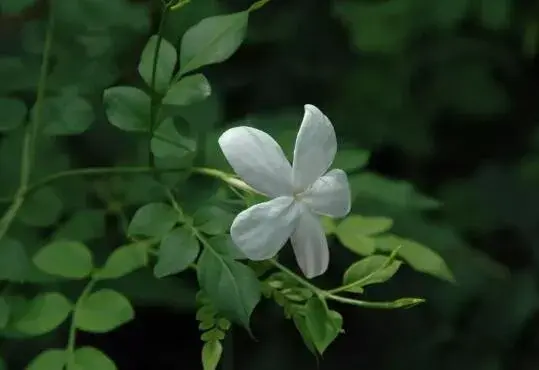 素馨花的花语是什么，素馨花的传说故事/优美、文雅