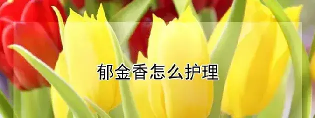 郁金香怎么护理