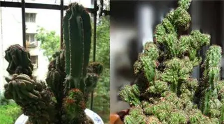 花语：柱状仙人掌类植物名称大全 百科小知识