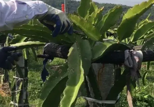 盆栽修剪 | 剪下来的火龙果枝条怎么处理