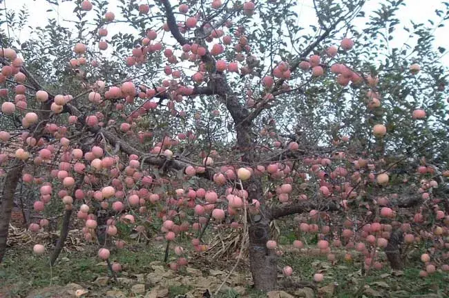 苹果树病害防治和治疗对策