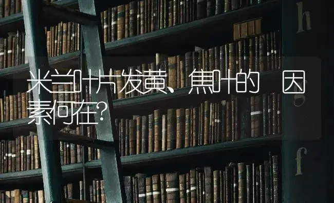 米兰叶片发黄、焦叶的 因素何在? | 特种种植