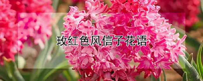 玫红色风信子花语