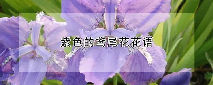 紫色的鸢尾花花语