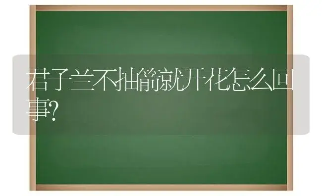 君子兰不抽箭就开花怎么回事？ | 绿植常识