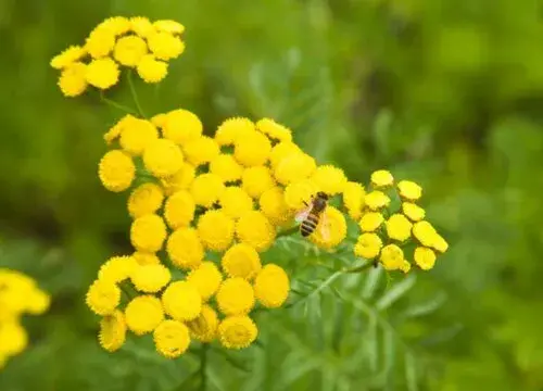 表示和平的花 花语是和平的花